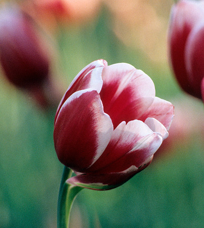 Pink & White Tulip