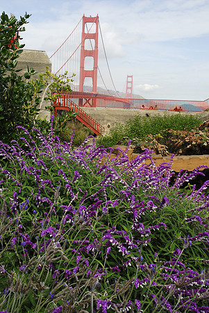 Wildflowers & Golden Gate Bridge