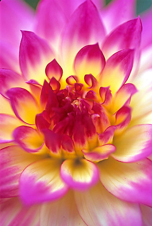 Pink with Yellow Dahlia