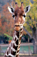 Geoffrey the Giraffe