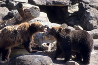 Kissing Bears