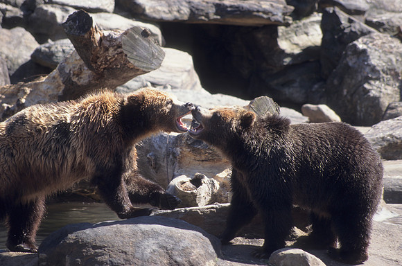 Kissing Bears