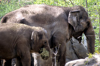 Mama & Baby Elephants