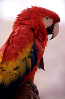 "Polly want a cracker!"