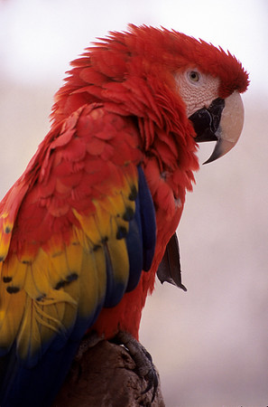 "Polly want a cracker!"