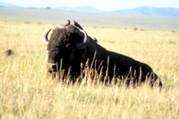 Bison & friends
