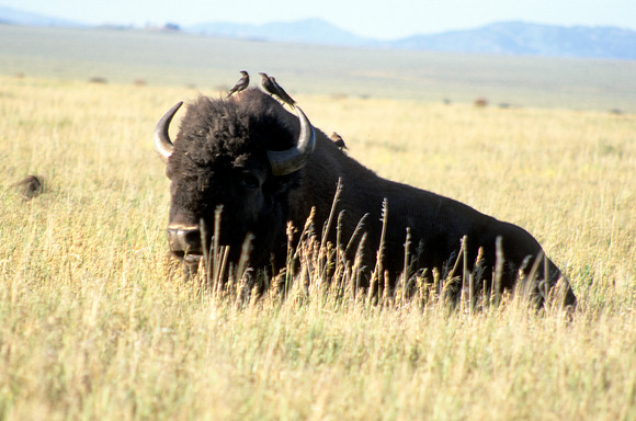 Bison & friends