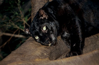 Black Panther
