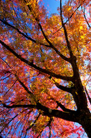 Autumn Leaves