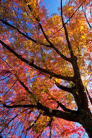 Autumn Leaves