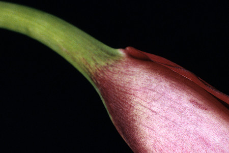 Tulip & Stem