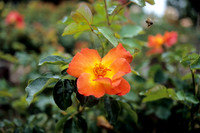 Bee & Rose