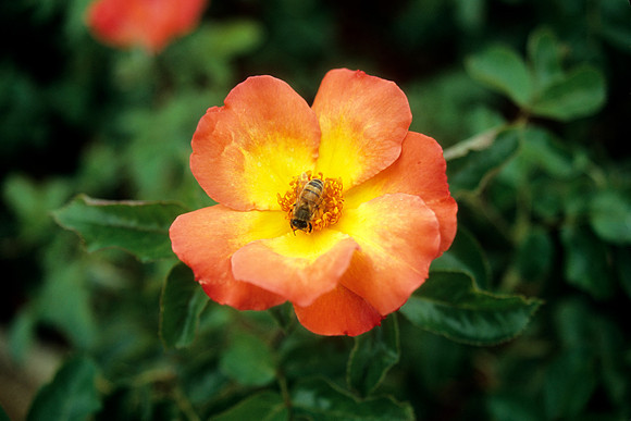 Orange & Yellow Rose & Bee