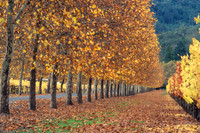 Autumn in Napa Valley