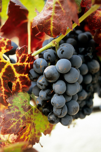 Grapes Ready for Harvest