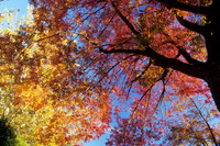 Fall Foliage