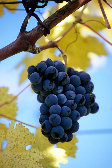 Purple Grapes & Yellow Leaves