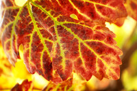 Grape Leaf in the Fall