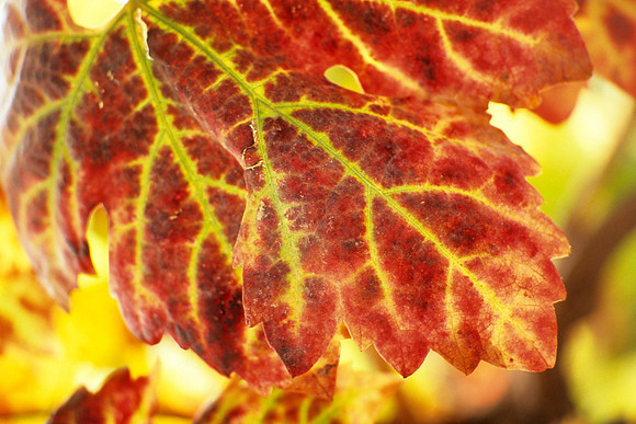 Grape Leaf in the Fall