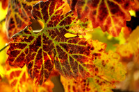 Autumn Grape Leaf