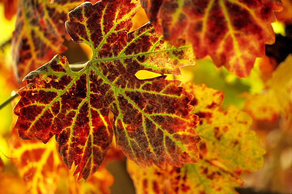 Autumn Grape Leaf