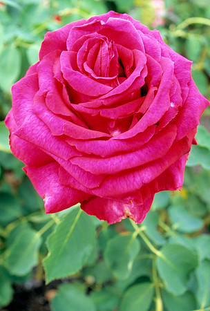 Pink Rose in Bloom