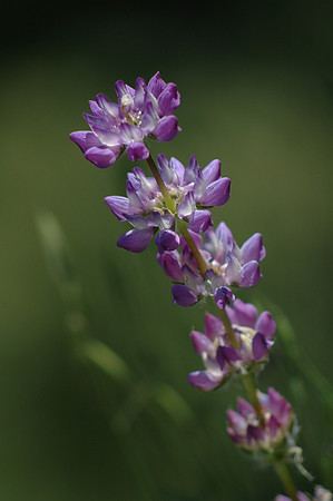 Purple Lupine
