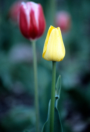 Yellow & Red Tulips