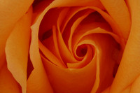 Budding Apricot Orange Rose