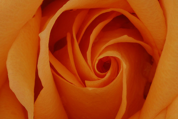 Budding Apricot Orange Rose
