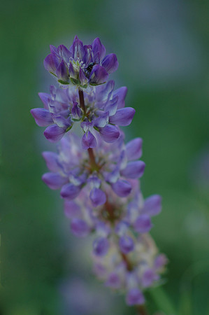 Violet Lupine