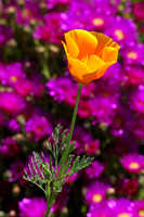 California Poppy amongst Sea Figs