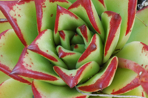 Christmas Cactus