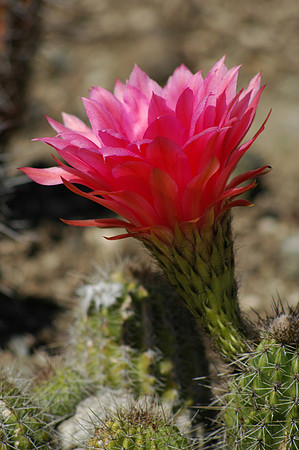 Fuschia LA Sunrise