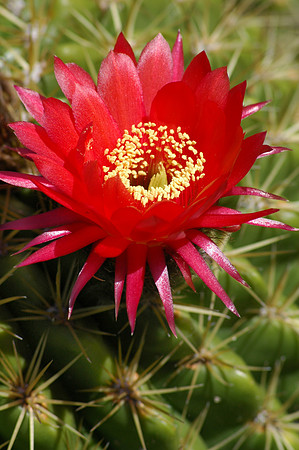 Red Flower of the Sea Urchin Cactus