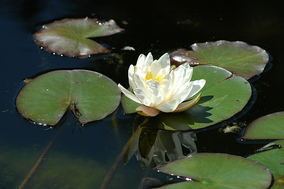 White Water Lily