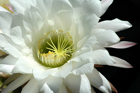 White Cereus Cactus Bloom