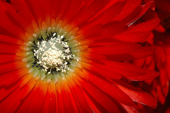 Scarlet Dewflower Ice Plant