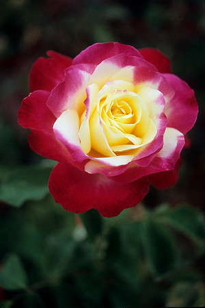Pink & Yellow Rose